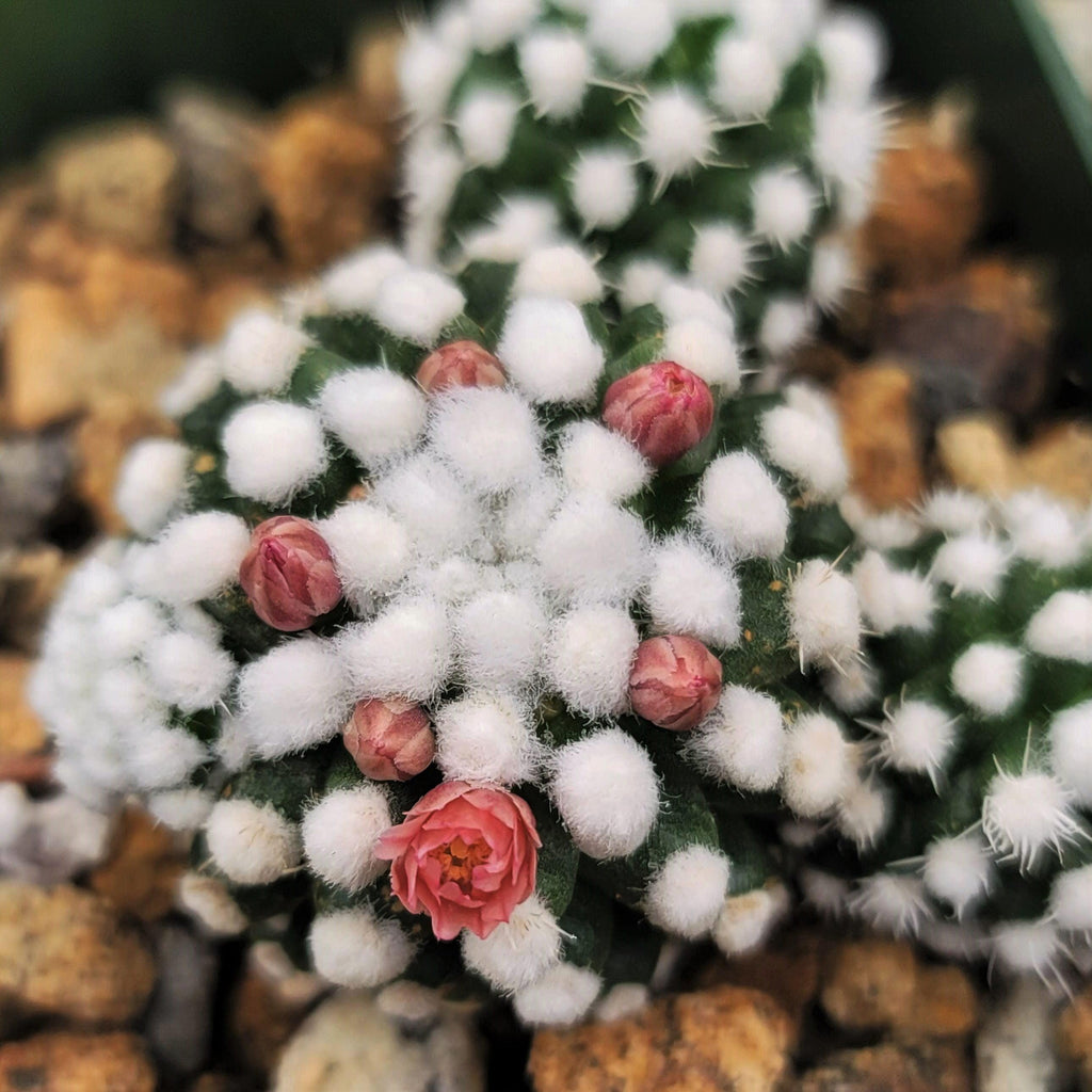 Mammillaria gracilis cv. oruga