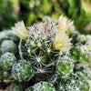 Thimble cactus - Mammillaria gracilis &