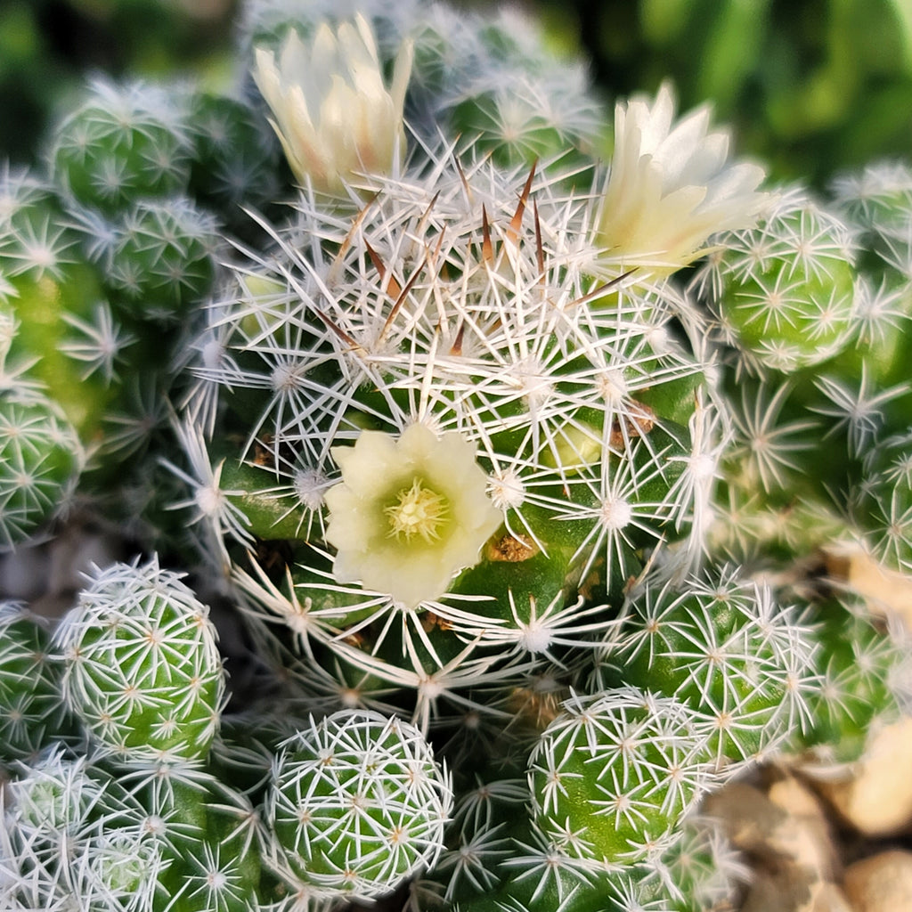 Thimble cactus 'Mammillaria gracilis fragilis' - Fast Delivery | Planet  Desert