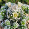 Thimble cactus - Mammillaria gracilis &