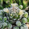 Thimble cactus - Mammillaria gracilis &