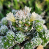 Thimble cactus - Mammillaria gracilis &