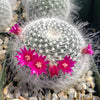 Mammillaria hahniana