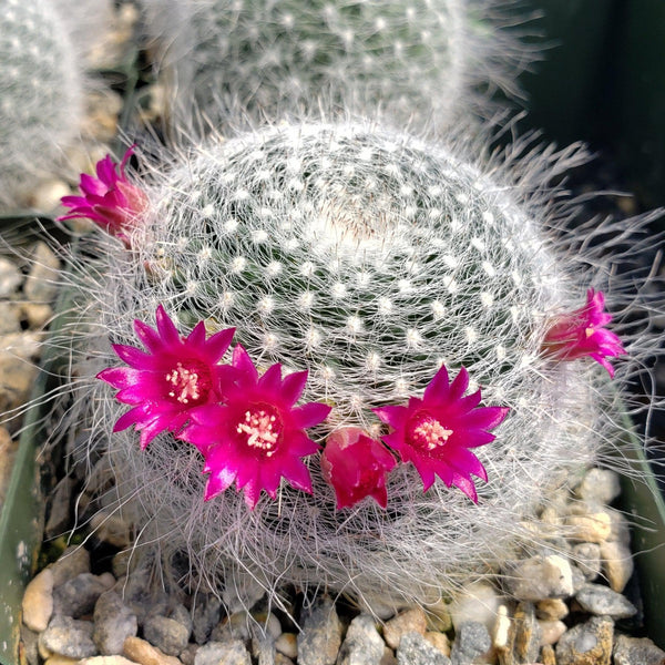 Mammillaria hahniana – Planet Desert