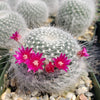 Mammillaria hahniana