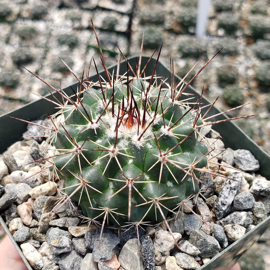 Mammillaria hertrichiana L086