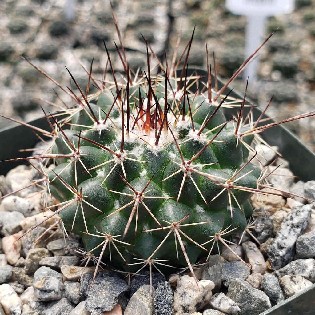 Mammillaria hertrichiana L086