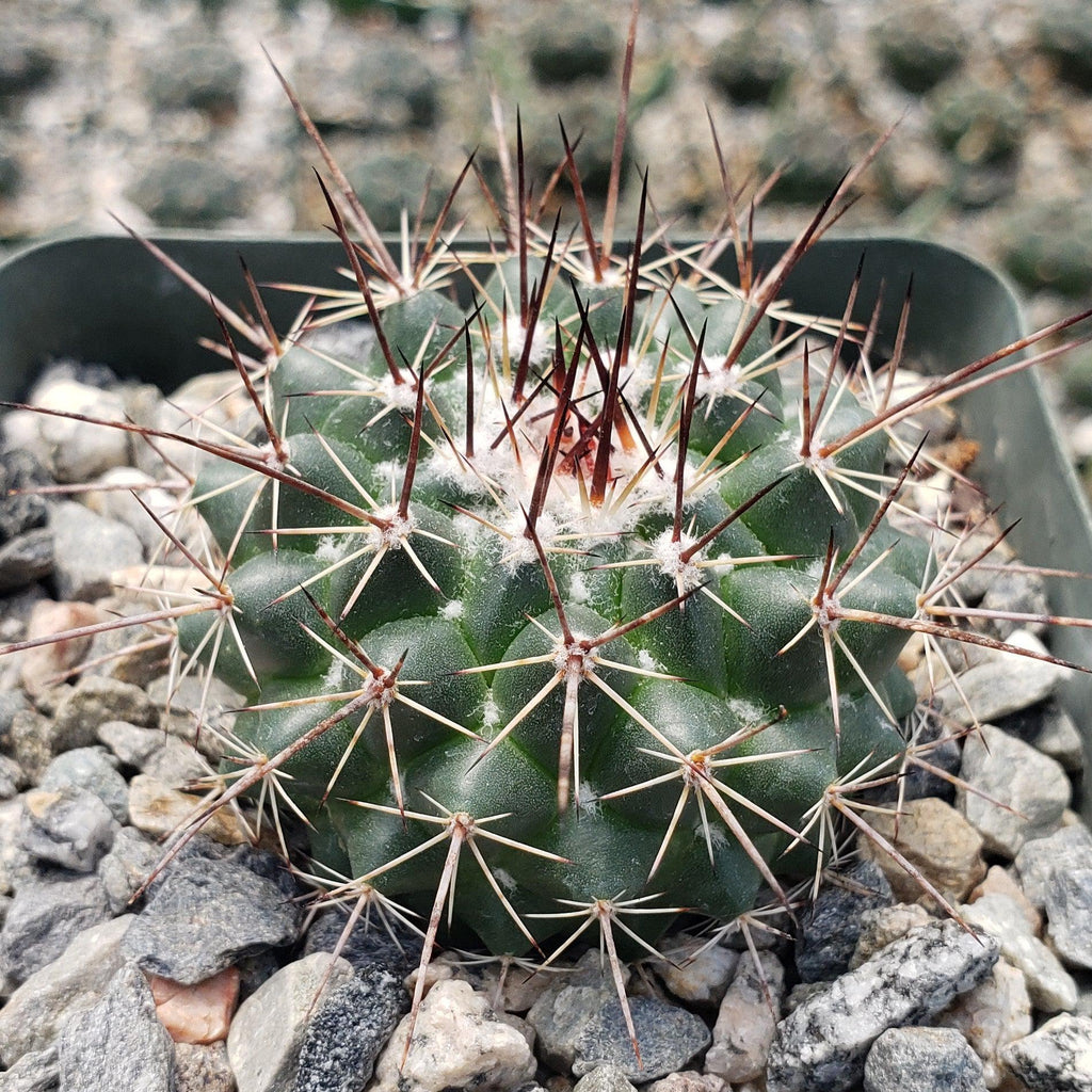 Mammillaria hertrichiana L086