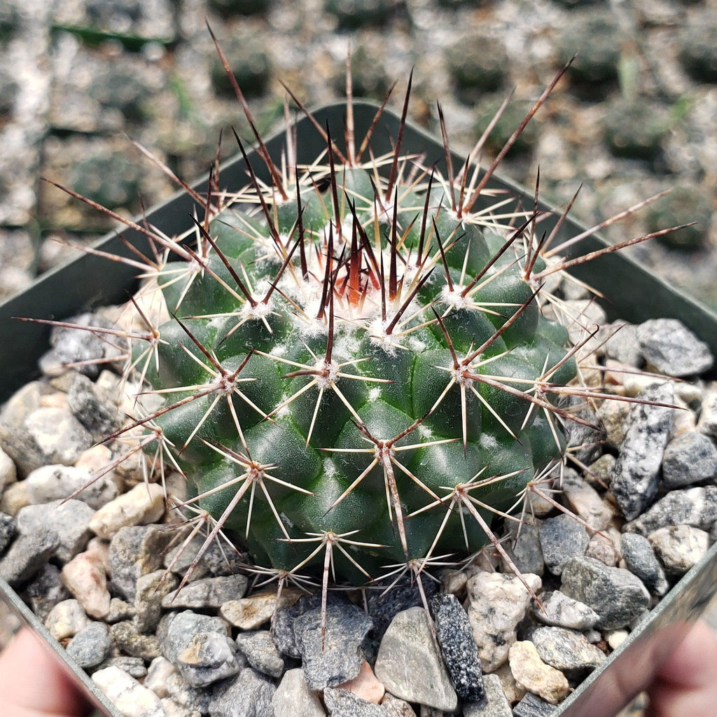Mammillaria hertrichiana L086