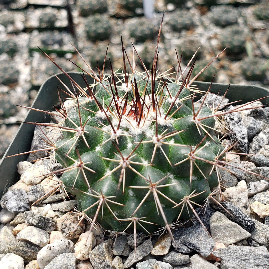 Mammillaria hertrichiana L086