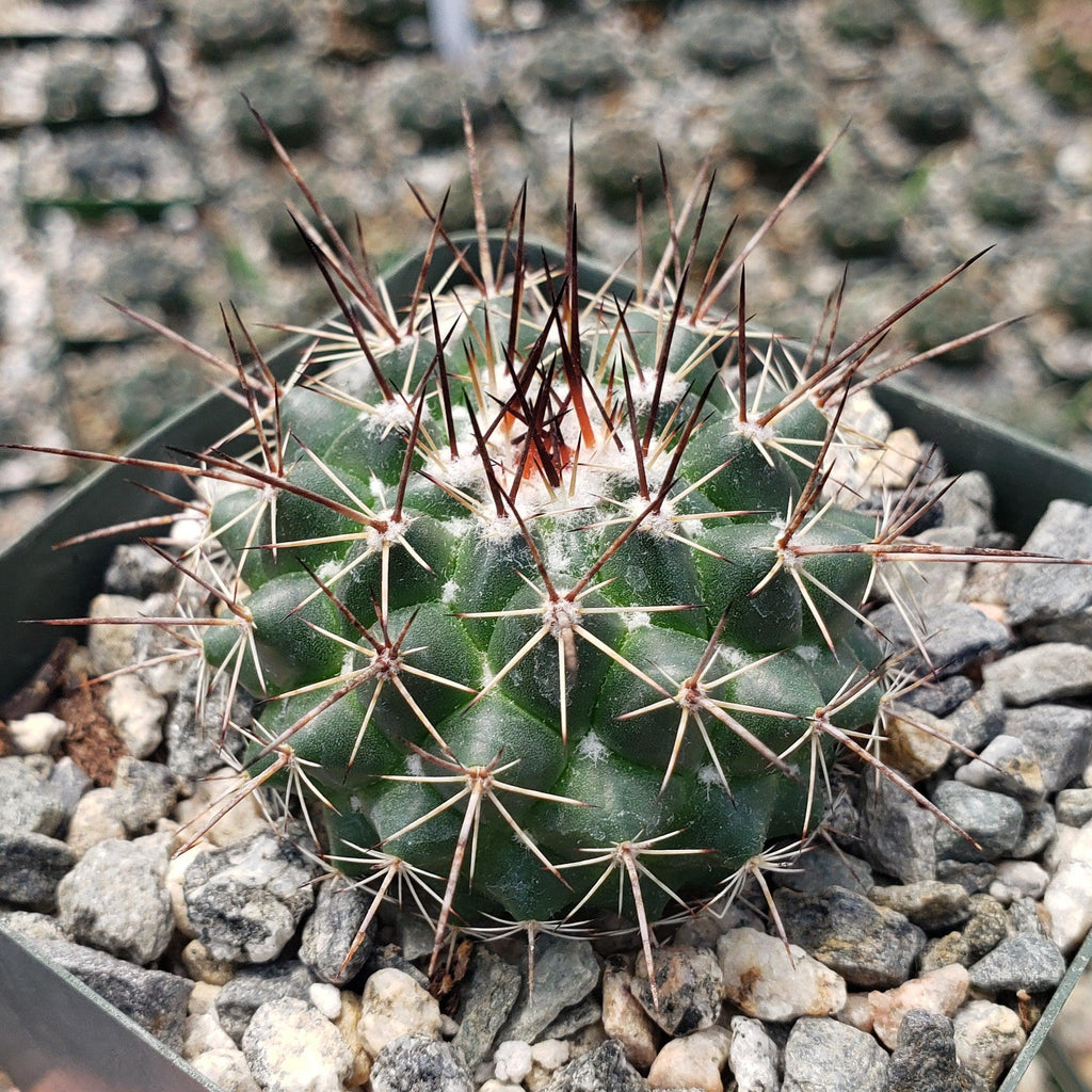 Mammillaria hertrichiana L086