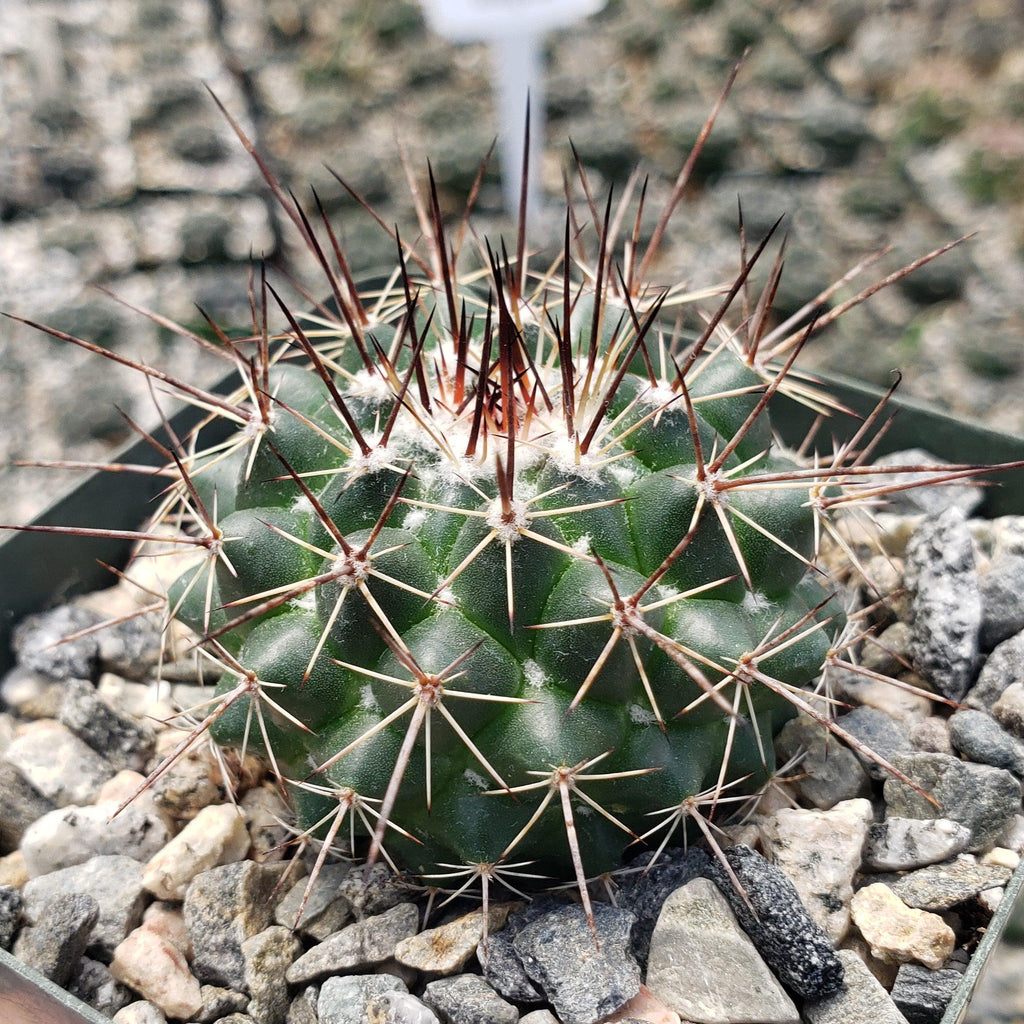 Mammillaria hertrichiana L086