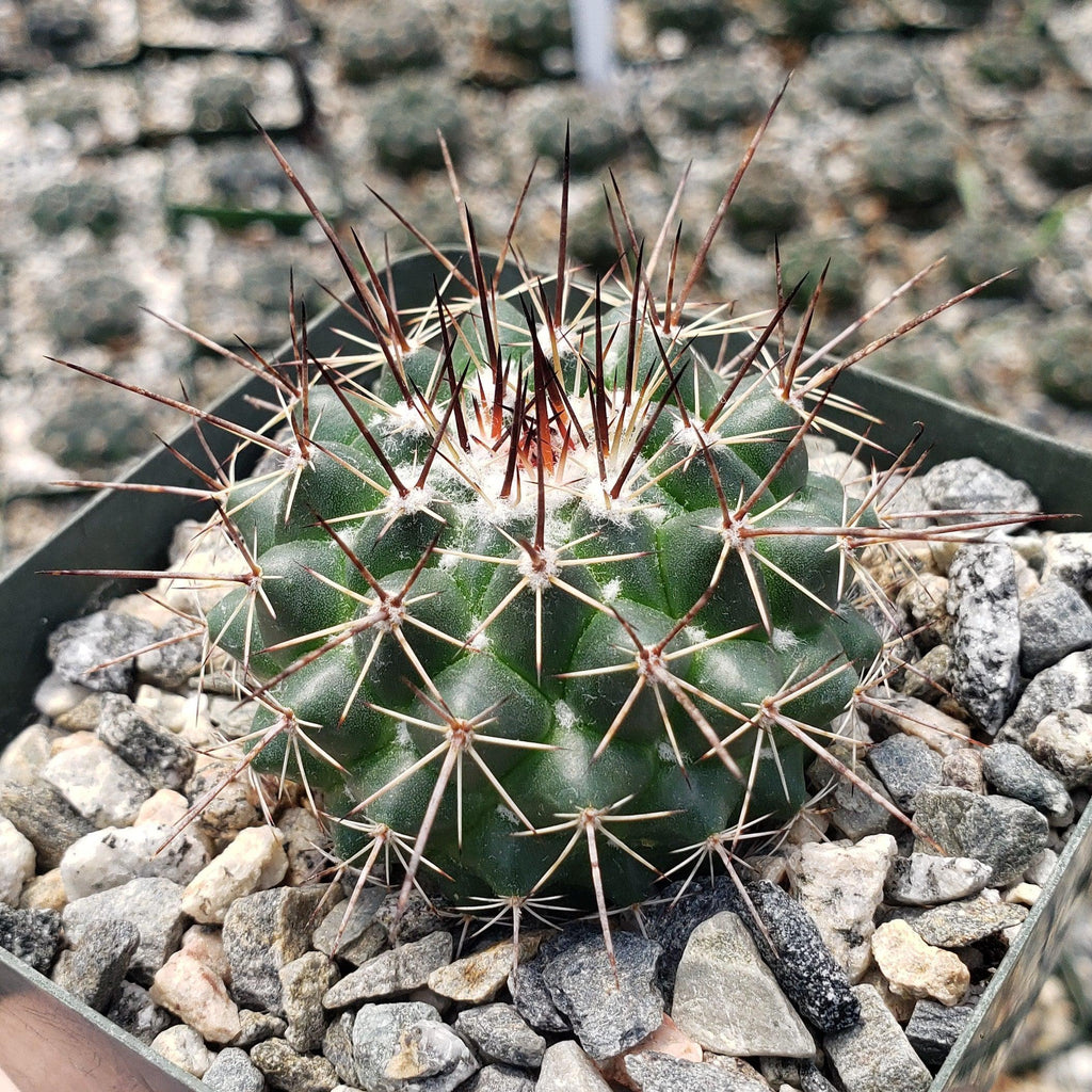 Mammillaria hertrichiana L086