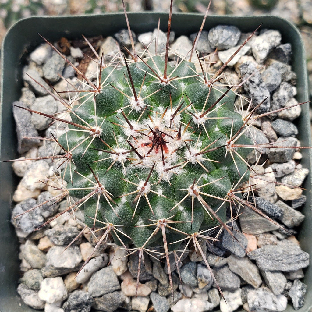 Mammillaria hertrichiana L086