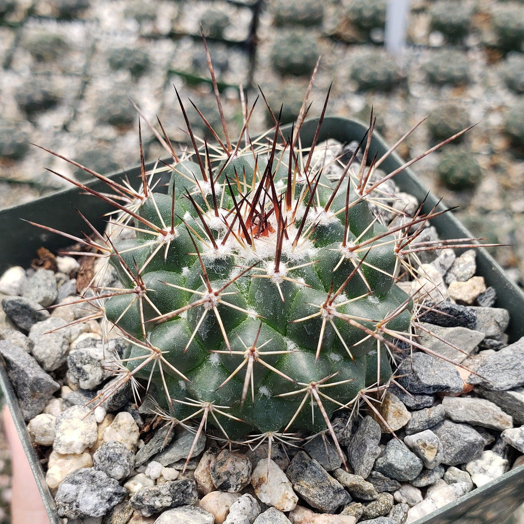 Mammillaria hertrichiana L086