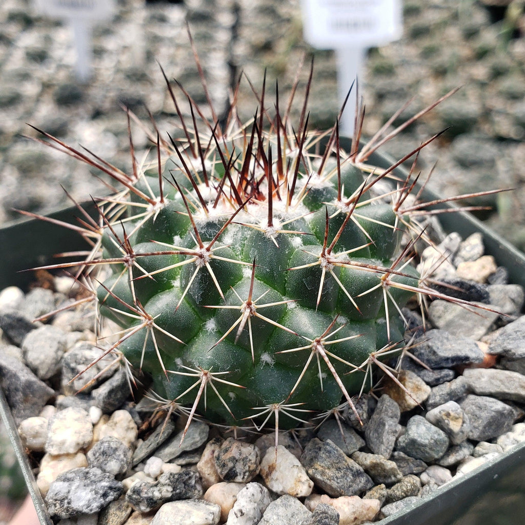 Mammillaria hertrichiana L086