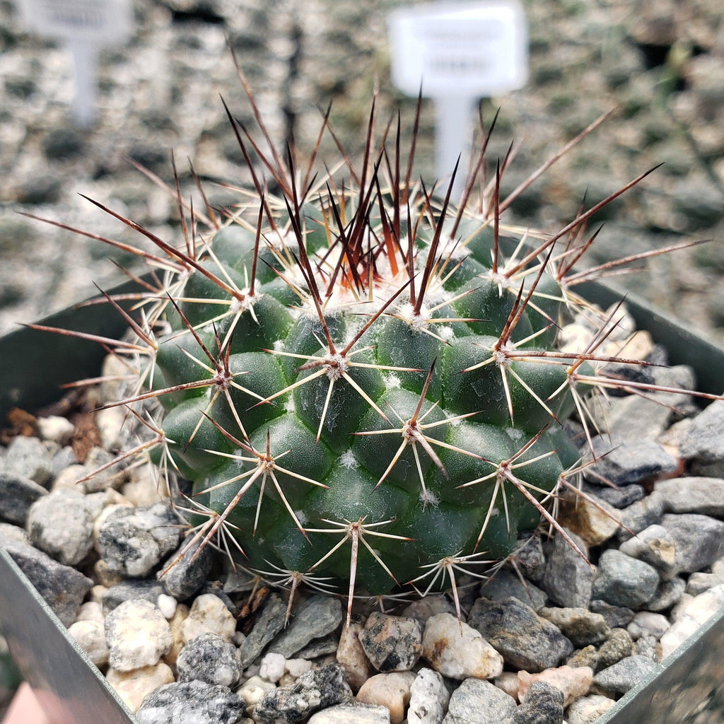 Mammillaria hertrichiana L086