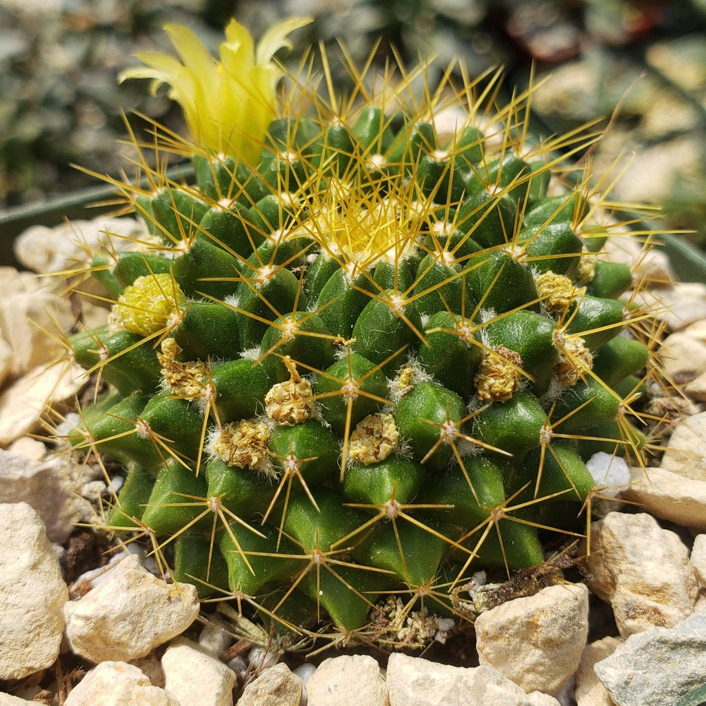 Mammillaria marksiana