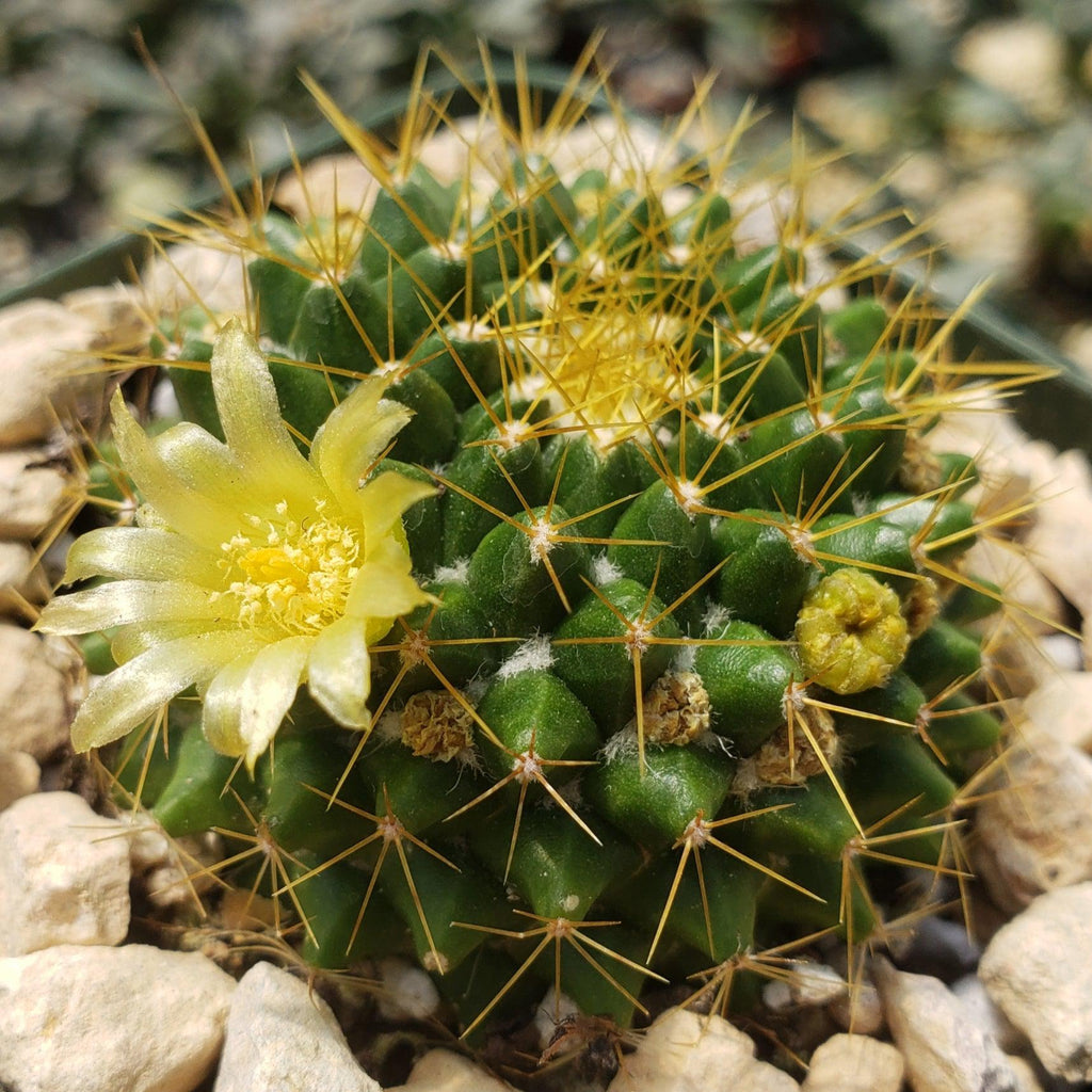 Mammillaria marksiana
