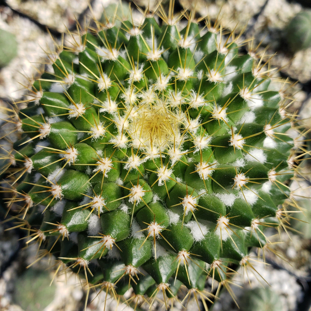 Mammillaria marksiana