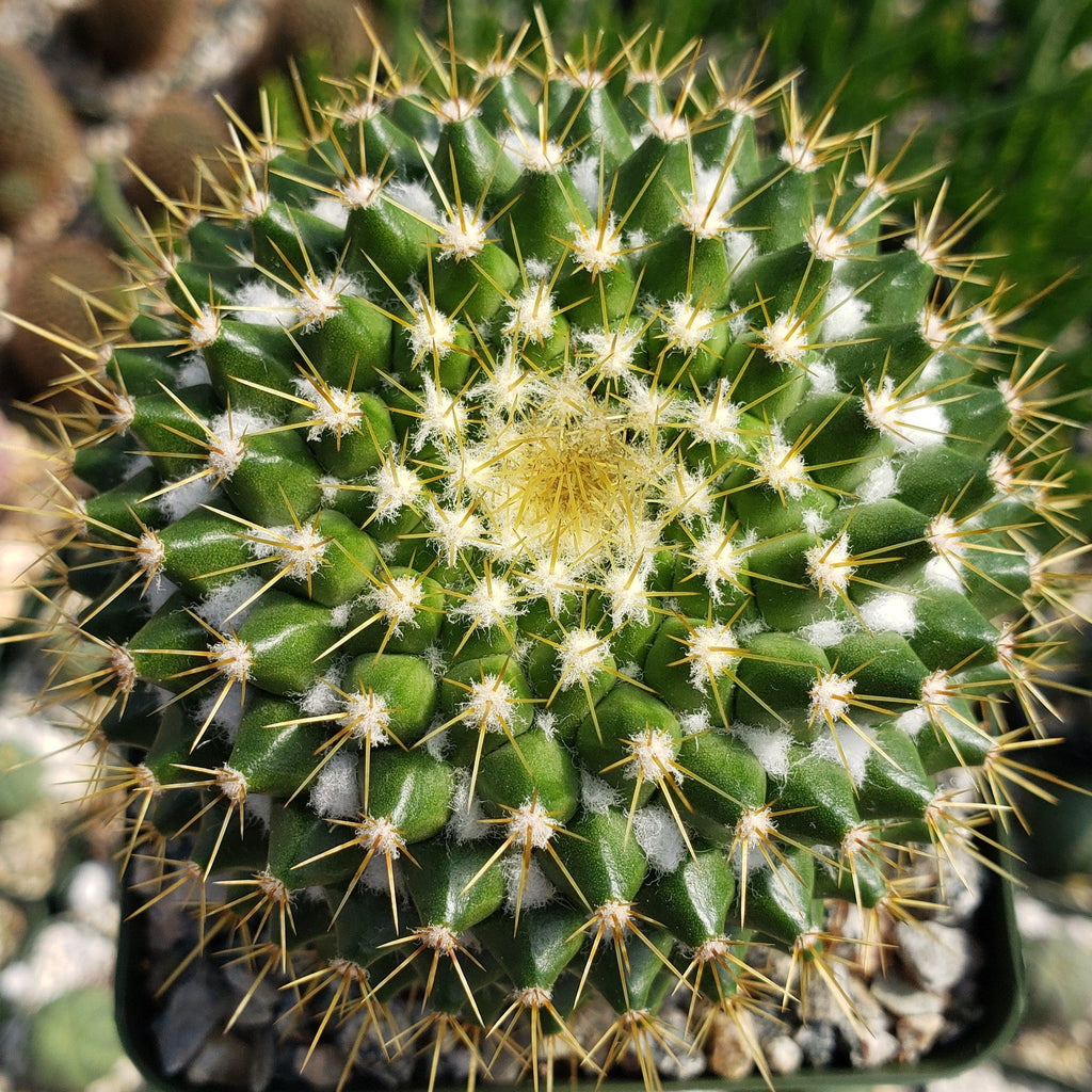 Mammillaria marksiana
