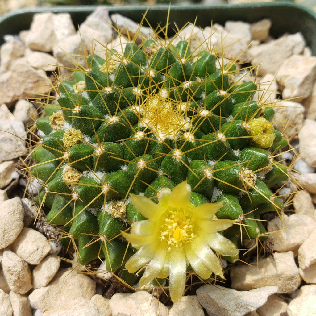 Mammillaria marksiana