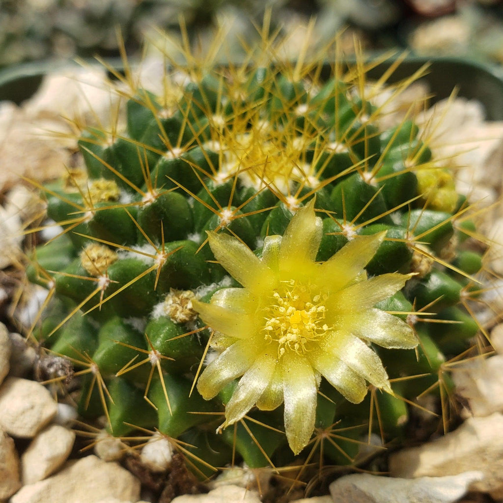 Mammillaria marksiana
