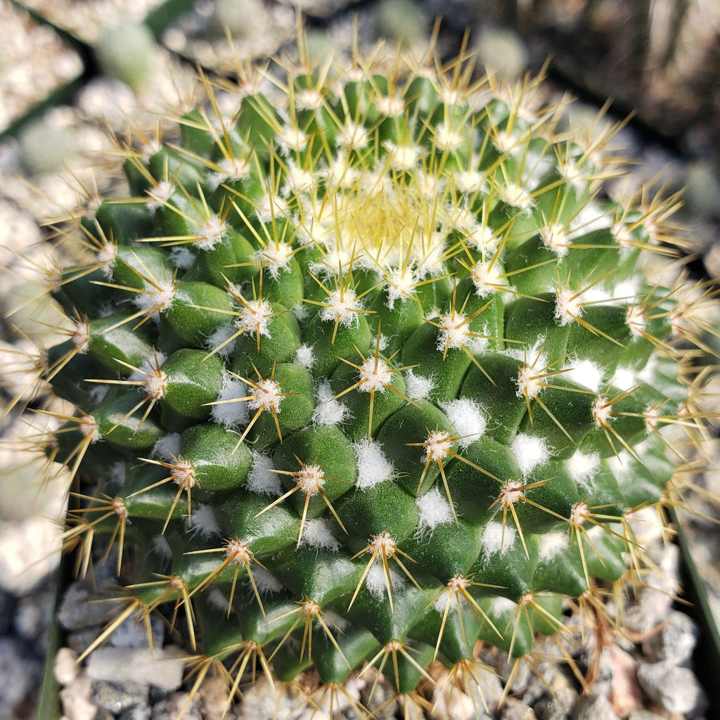 Mammillaria marksiana