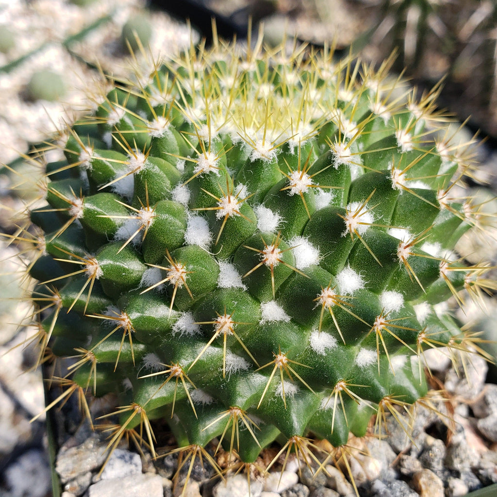 Mammillaria marksiana
