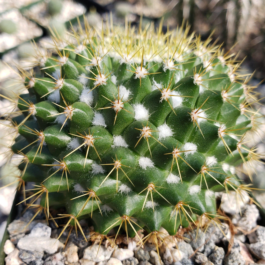 Mammillaria marksiana