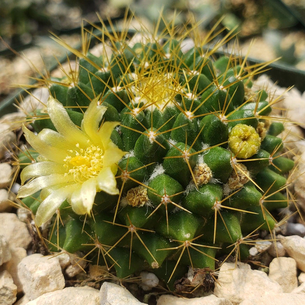 Mammillaria marksiana