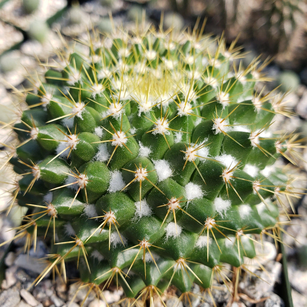 Mammillaria marksiana