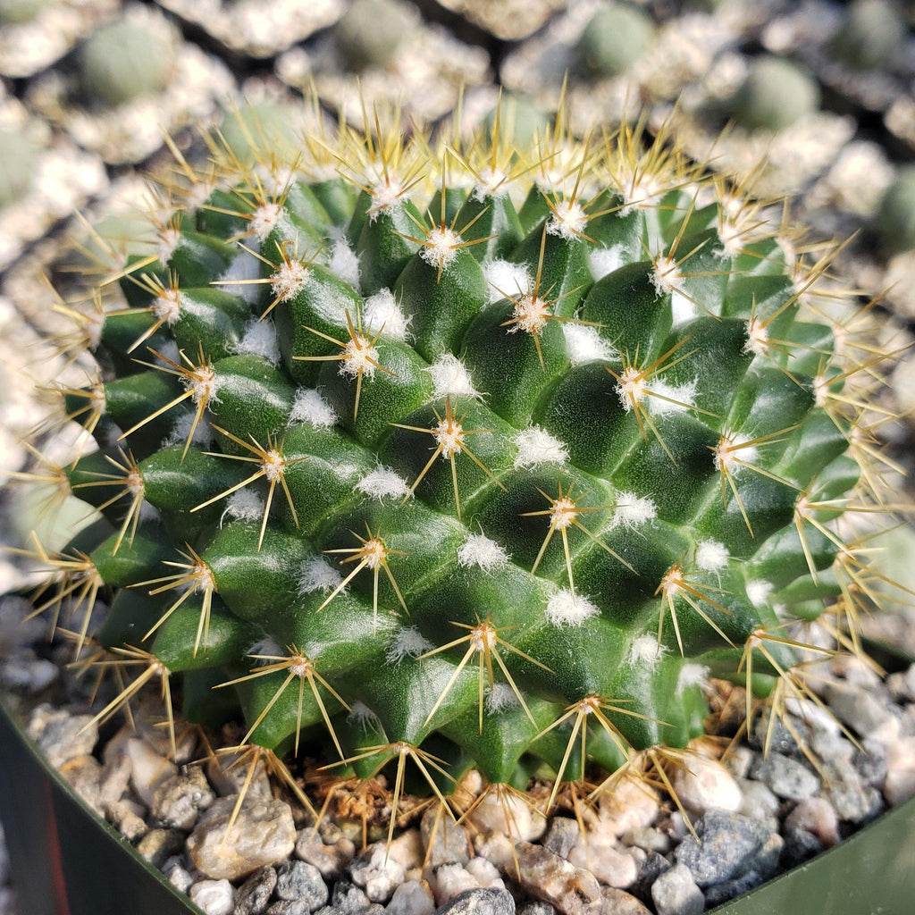 Mammillaria marksiana