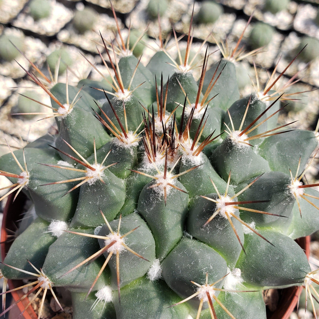 Mammillaria melanocentra