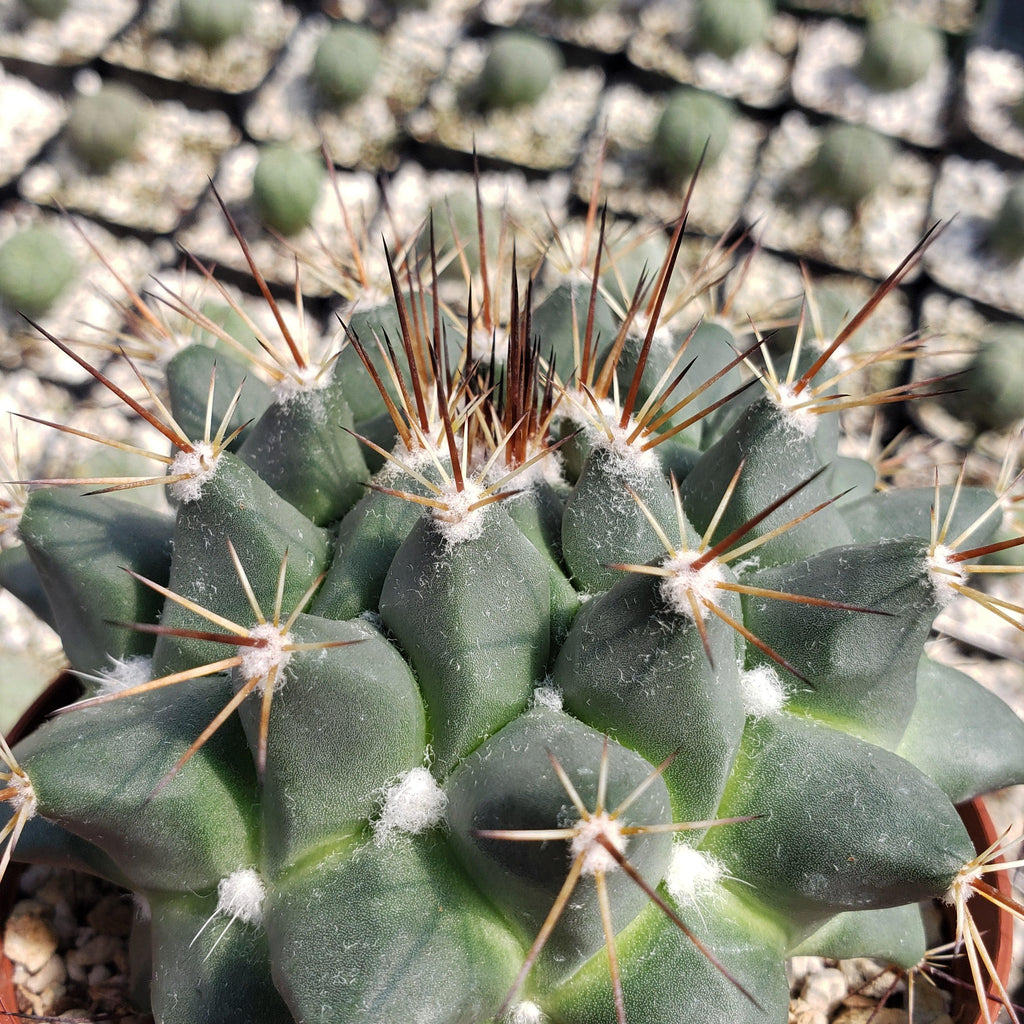 Mammillaria melanocentra