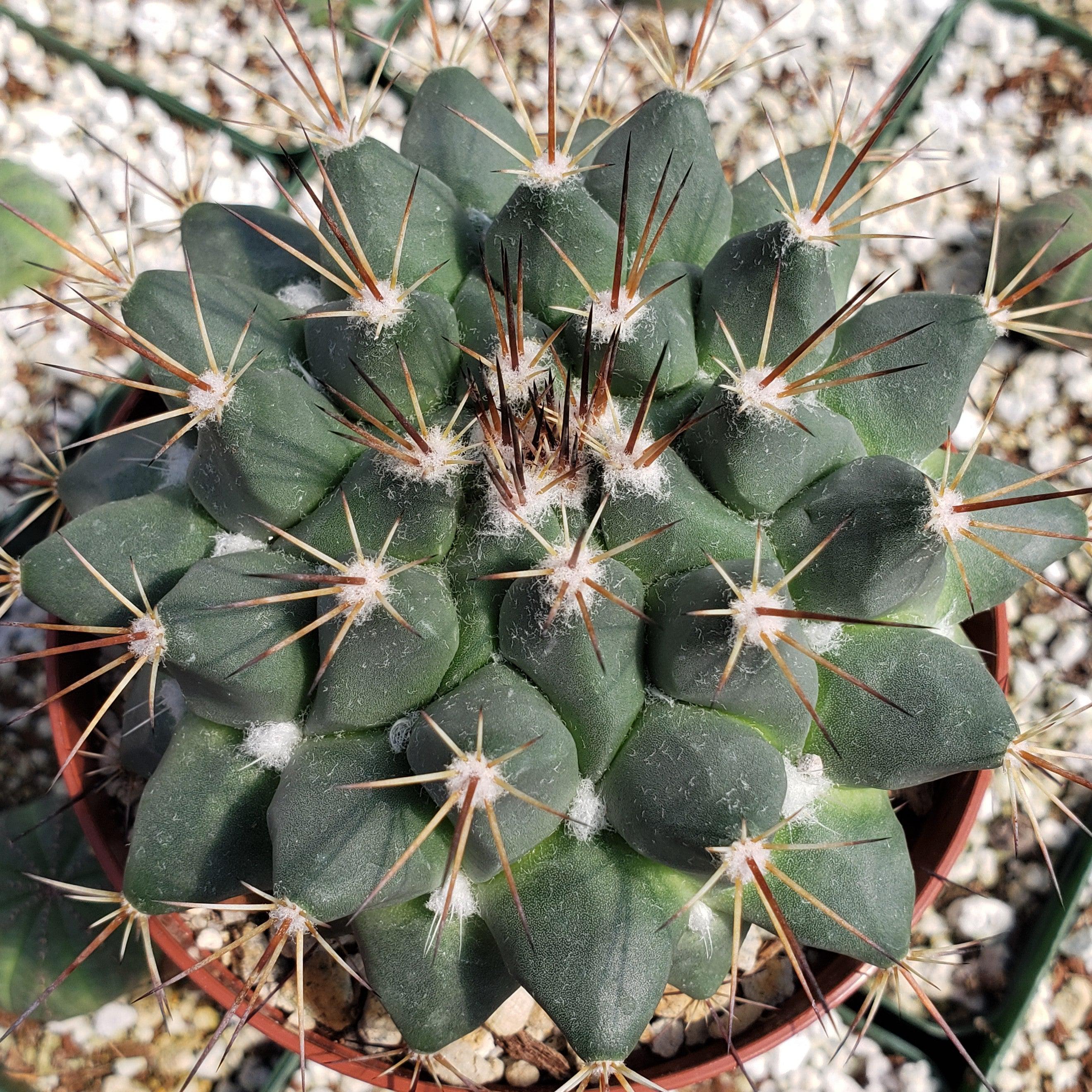 Mammillaria melanocentra