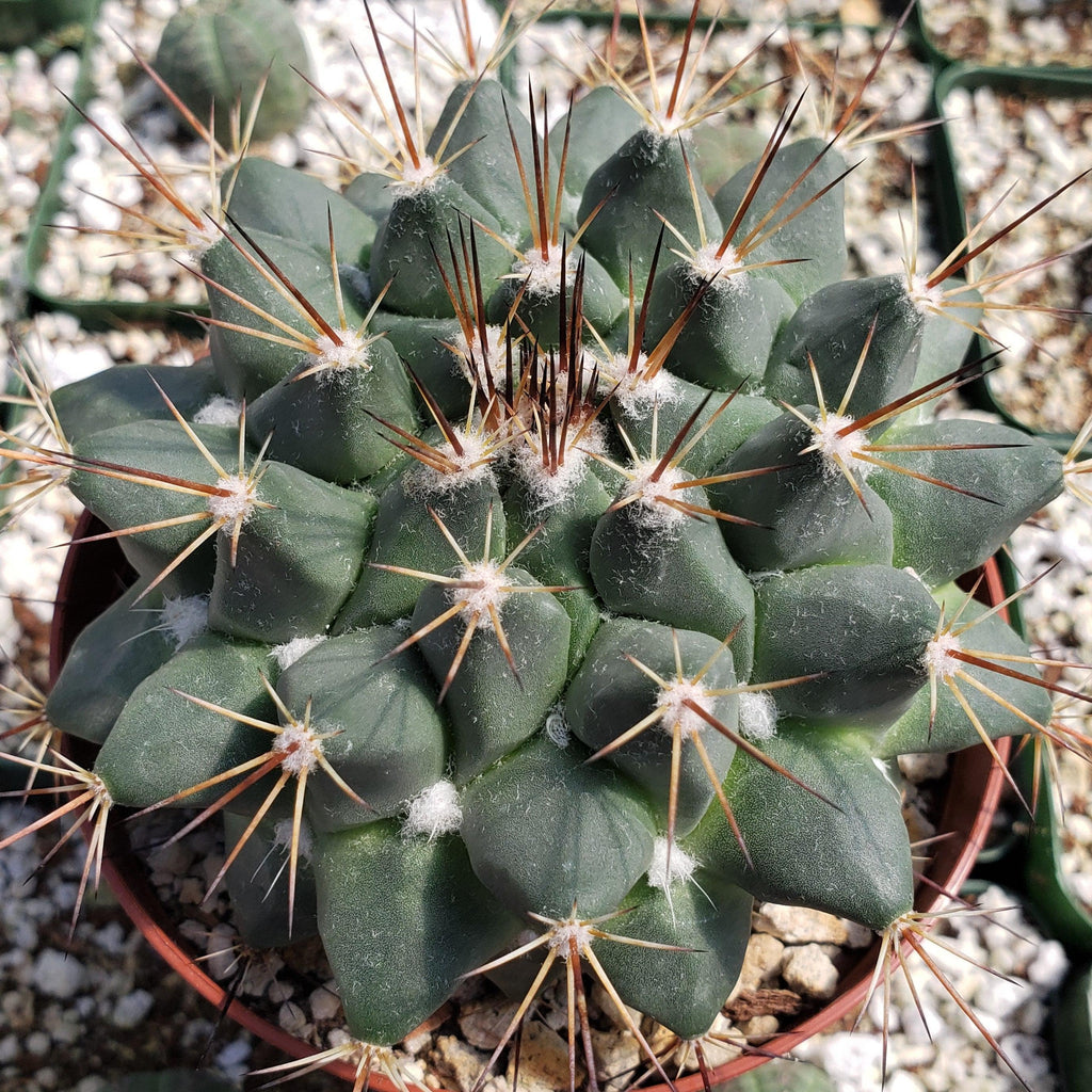 Mammillaria melanocentra