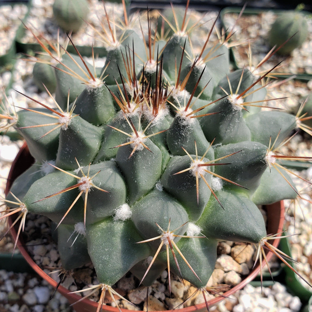 Mammillaria melanocentra