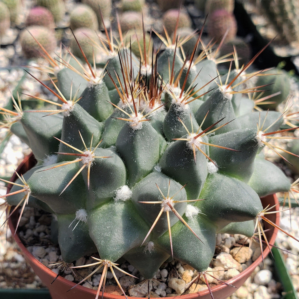 Mammillaria melanocentra