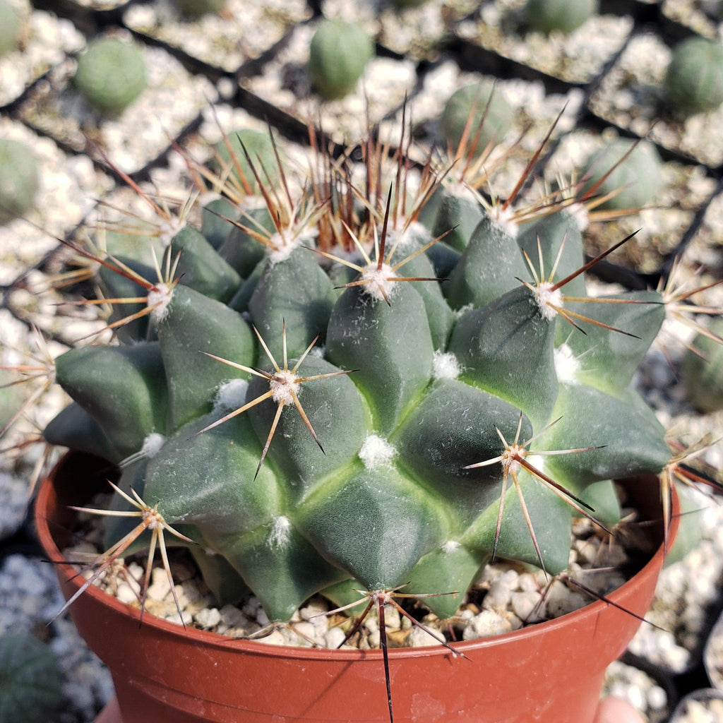 Mammillaria melanocentra