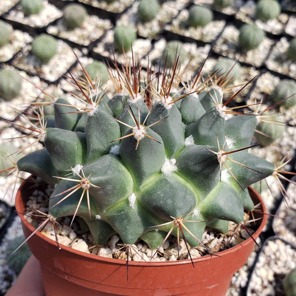 Mammillaria melanocentra
