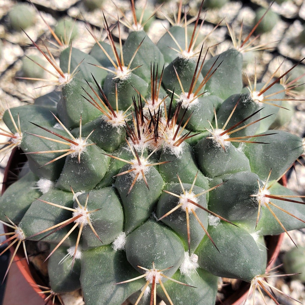 Mammillaria melanocentra