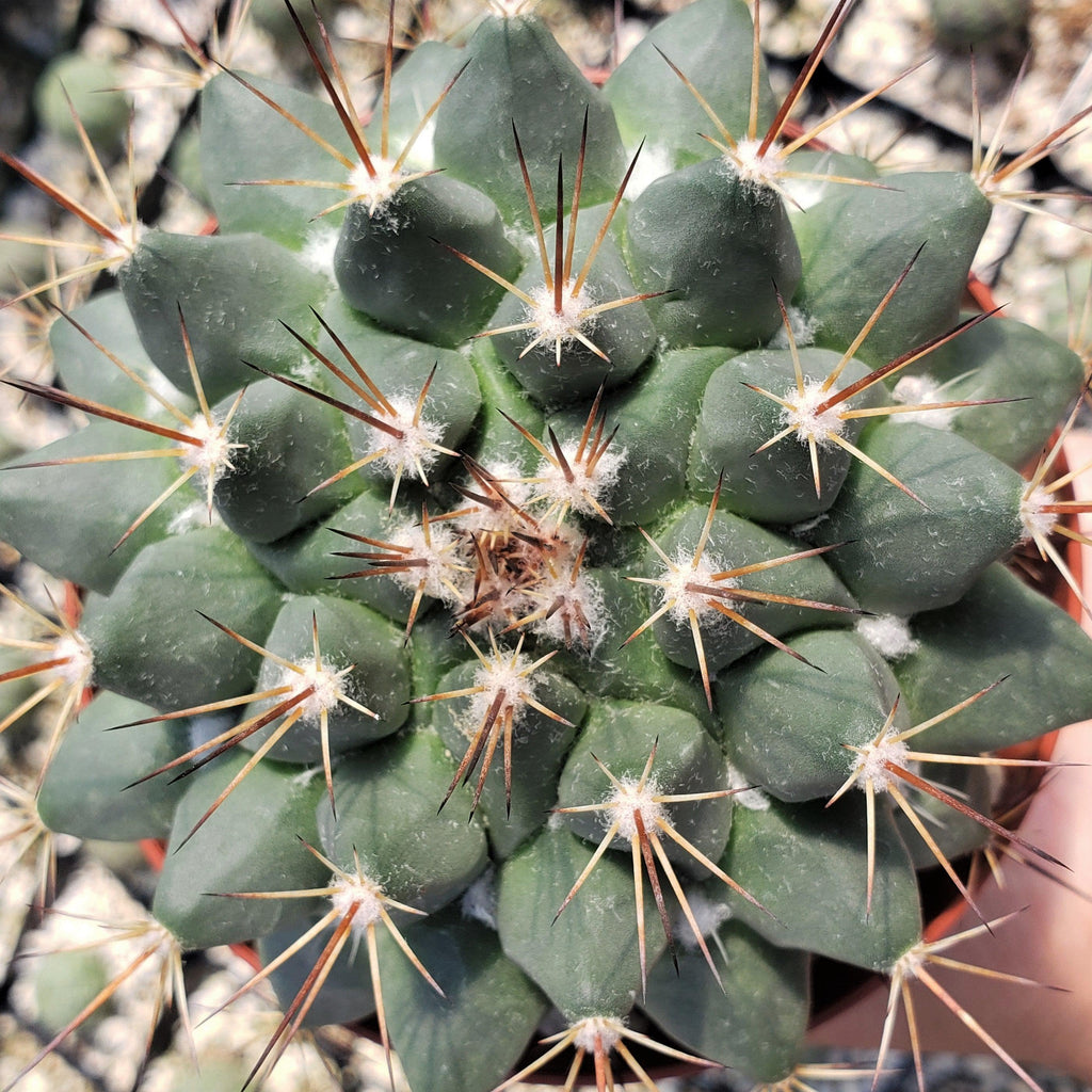 Mammillaria melanocentra