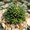 Mammillaria painteri