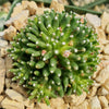 Mammillaria painteri