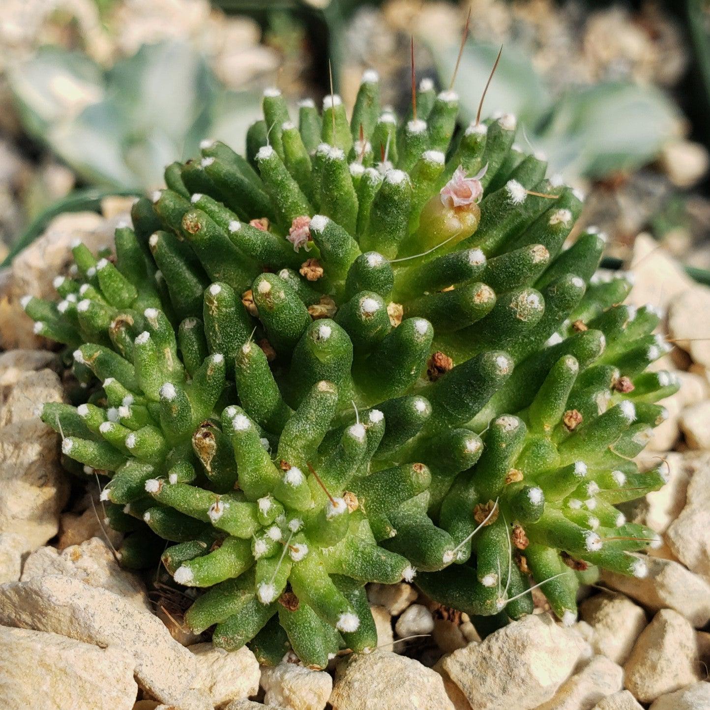 Mammillaria painteri