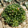 Mammillaria painteri