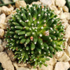 Mammillaria painteri