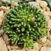 Mammillaria painteri