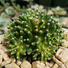 Mammillaria painteri